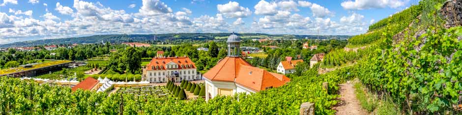 Wine of Saxony (Sachsen)